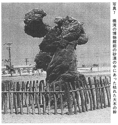 写真7 橋湾の博物館前に砂漠の中にあった枯れた大木の幹 対談 地球物理学と古代史 北村泰一・古田武彦 『新・古代学』第2集
